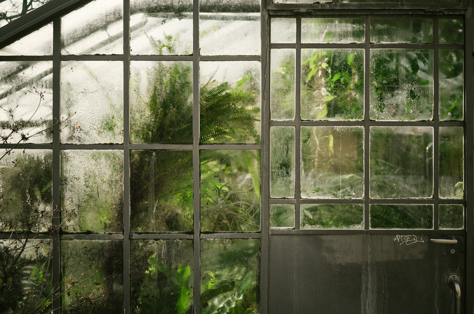 Mon Avis sur les Serres Tunnel de Jardin : Un Paradis Végétal à Domicile