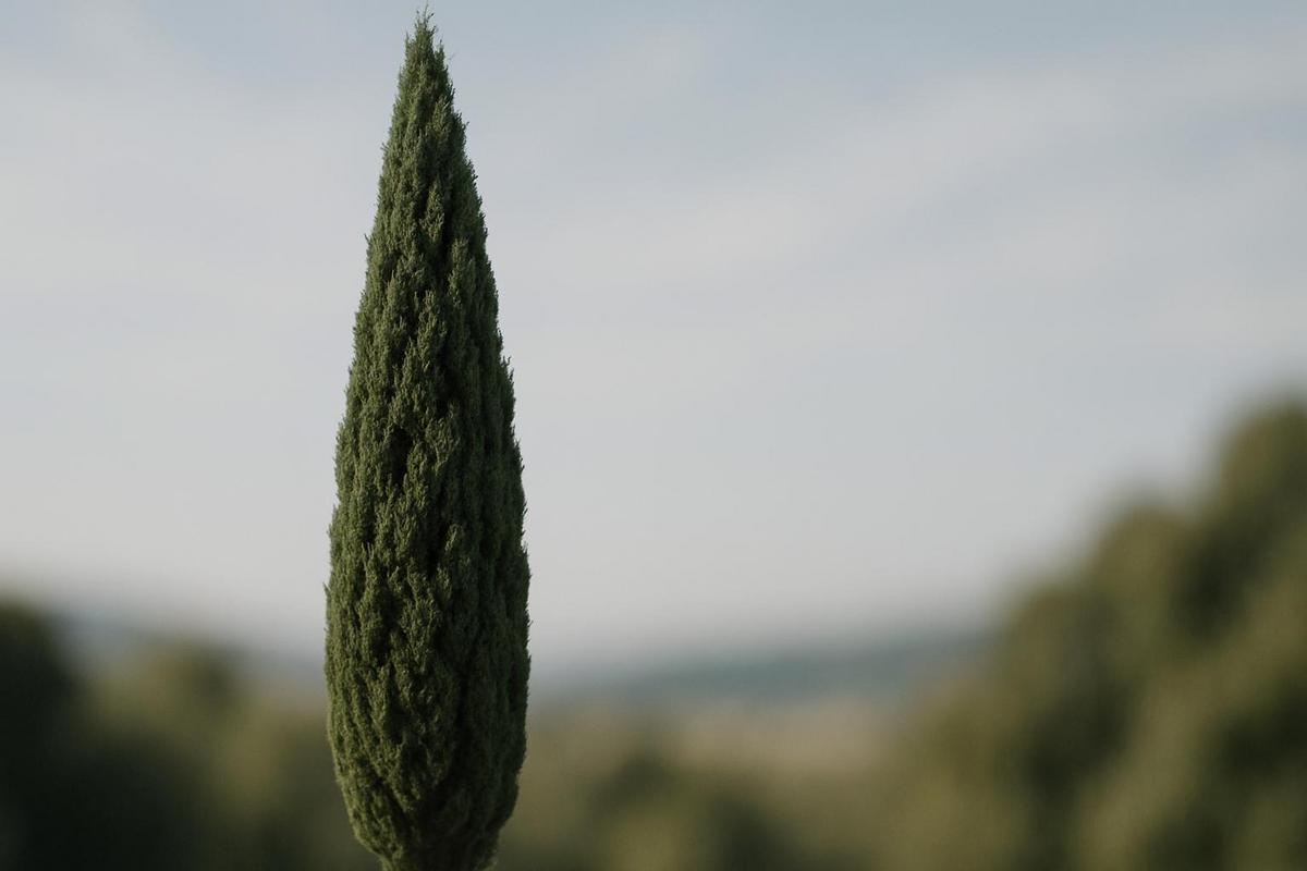 Tout savoir sur le cyprès de Provence : conseils, plantation et entretien faciles