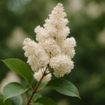 Tout savoir sur le lilas japonais pour sublimer votre jardin toute l’année